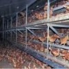 فروش قفس مرغ تخمگذارشرکت زرین توتک