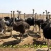 فروش شترمرغ مولد شرکت زرین توتک
