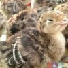 فروش رقیق کنده اسپرم بوقلمون جهت تلقیح مصنوعی