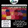 فروش گل رز هلندی با بهترین قیمت