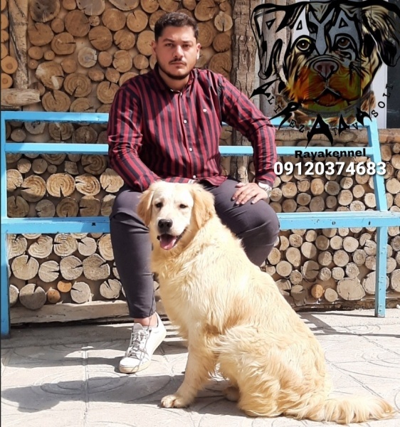 خرید گلدن رتریور اصیل_هزینه نگهداری گلدن رتریور