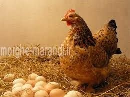 فروش مرغ تخم گذار(پولت)