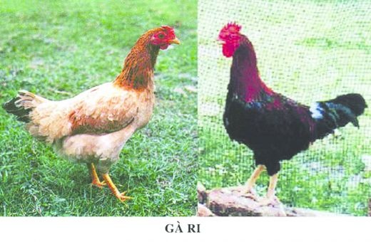 مرغ و خروس تخم گذار بومی و رسمی اصلاح نژادشده