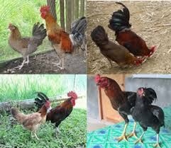 فروش مرغ محلی اصلاح شده با راندمان تخم گذاری و رشد بالا