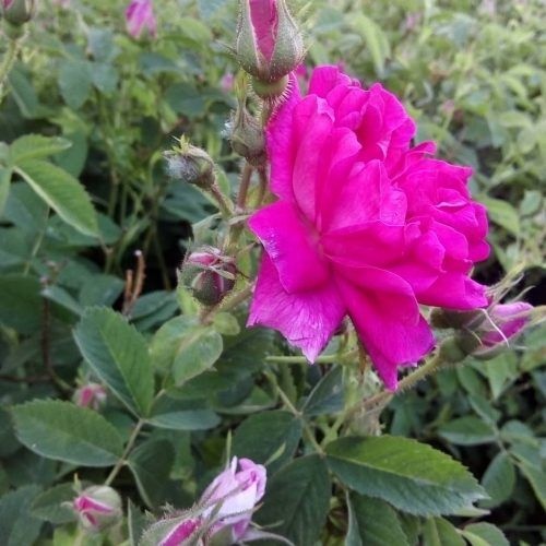 پخش محصولات محلی ایل سون گنبرف