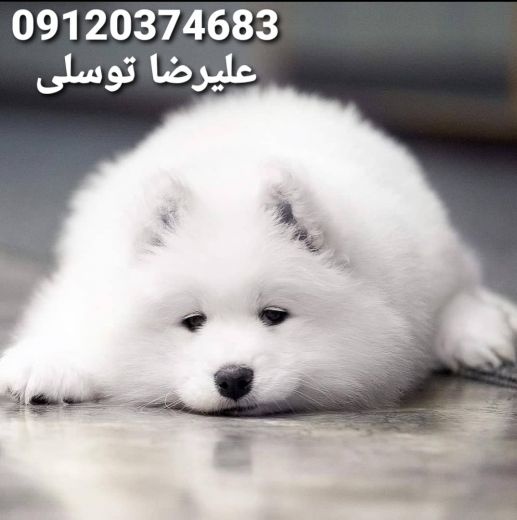 سامویید سفید