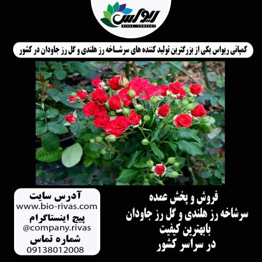 فروش گل رز خوشه ای با بهترین قیمت