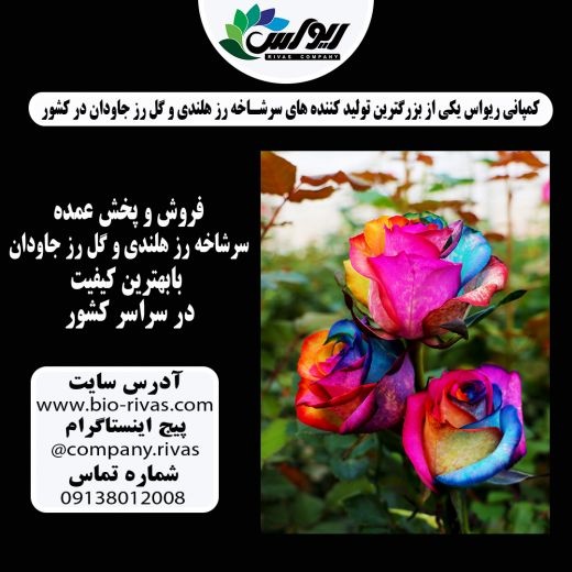 فروش ویژه گل رز در سراسر کشور با بهترین قیمت