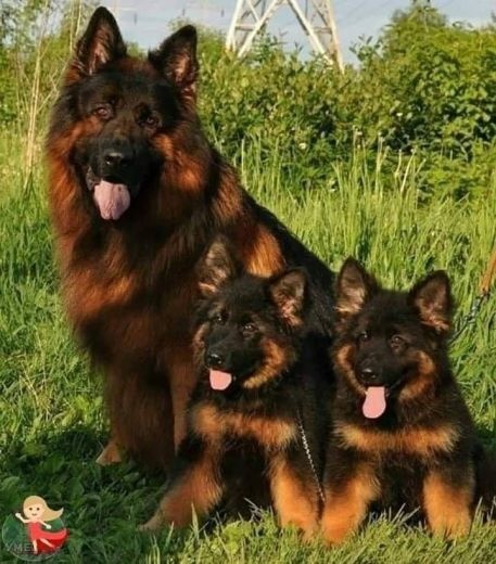 بهترین سگ نگهبان-سگ ژرمن شپرد باشگاه سگهای نگهبان