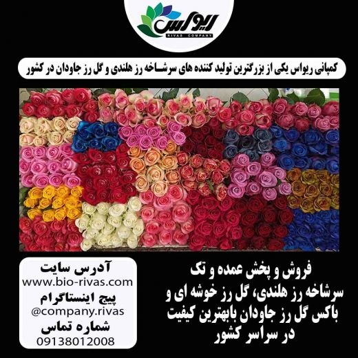 پخش و فروش عمده گل رز جاودان در تهران