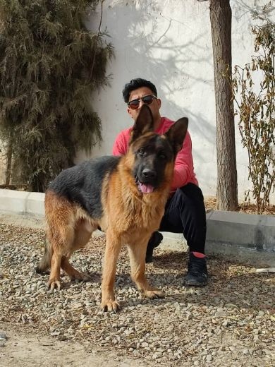 شینلو سگ آلمانی _فروش مشاوره خرید سگ توله سگ ژرمن