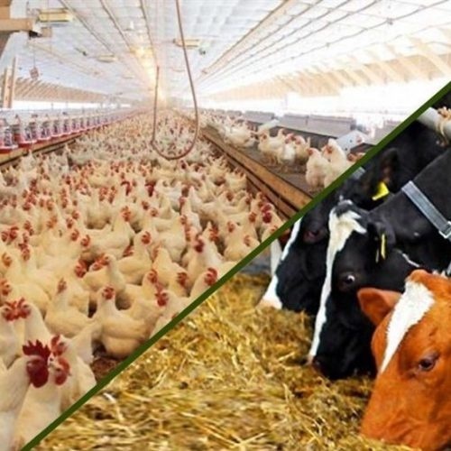فروش خوراک دام و طیور (تا 3000 ارزانتر)،انواع خوراک پلت،انوا